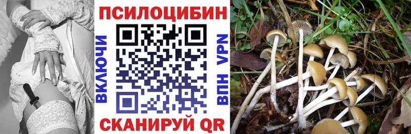 Галлюциногенные грибы Psilocybine cubensis  Купить закладки  Алзамай 